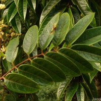 Meliosma arnottiana (Wight) Walp.